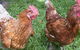 Imbil Bridge Farm - thumb 1