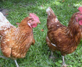 Imbil Bridge Farm - Tweed Heads Accommodation 1