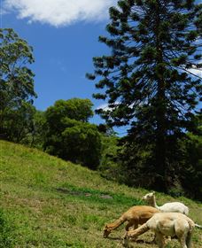 Wattle Gully Retreat - Tweed Heads Accommodation 0