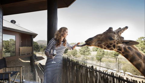 Jamala Wildlife Lodge - Tweed Heads Accommodation 8