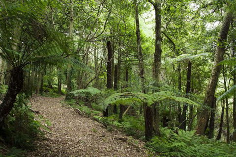 The Jungle Lodge, Blue Mountains Botanic Gardens - Tweed Heads Accommodation 7