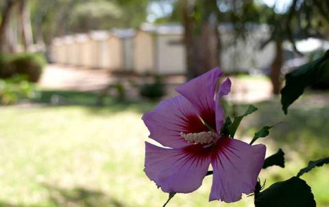 Riverbend Caravan Park Renmark - Tweed Heads Accommodation 3