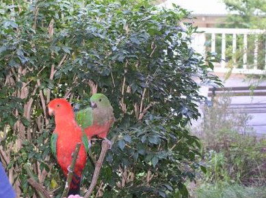 Kemeys At Mandalong - Tweed Heads Accommodation 5