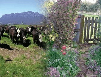 Carinya Farm Holiday Retreat - Tweed Heads Accommodation 3