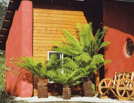 Whispering Spirit Cottage  Miniature Pony Stud - Tweed Heads Accommodation