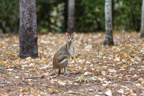 Carnarvon National Park Camping - Tweed Heads Accommodation 2