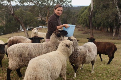 Blueberry Hills On Comleroy - Tweed Heads Accommodation 7
