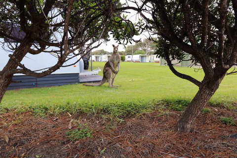 Anglesea Family Caravan Park - Tweed Heads Accommodation 3