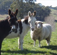 Avaleigh Elms Farmstay - Tweed Heads Accommodation