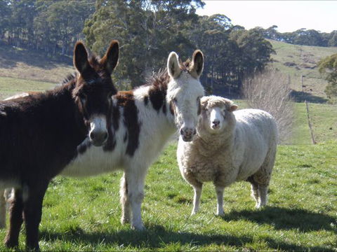 Avaleigh Elms Farmstay - Tweed Heads Accommodation 0