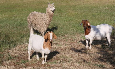 L'Oliveraie - Tweed Heads Accommodation 9