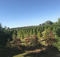 Rutherglen Christmas Trees Farm Stay - Tweed Heads Accommodation
