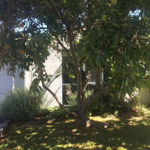 Sea-Ena - Tweed Heads Accommodation 2