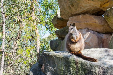 Waterfall Springs Retreat And Wildlife Sanctuary - Tweed Heads Accommodation 9