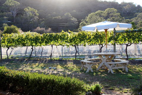 Every Man And His Dog Vineyard - Tweed Heads Accommodation 1