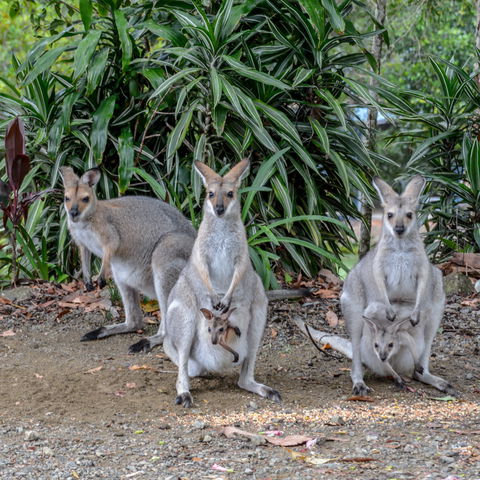 Maleny Country Cottages - Tweed Heads Accommodation 9