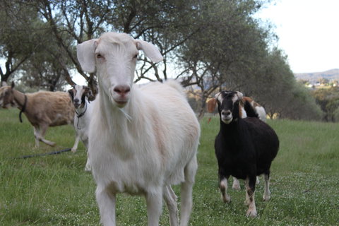 L'Oliveraie - Tweed Heads Accommodation 5