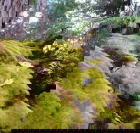 Fernhook Falls Camp at Mount Frankland South National Park - Tweed Heads Accommodation