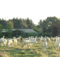 Glenhope Alpacas Self Contained Bb/farmstay - Tweed Heads Accommodation