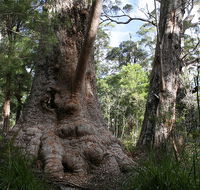 Valley of the Giants Cottage - Tweed Heads Accommodation