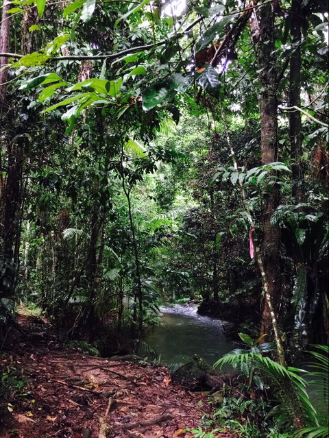 Daintree Wilderness Lodge - Tweed Heads Accommodation 2