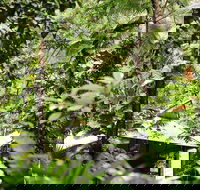 Daintree Ecolodge - Tweed Heads Accommodation