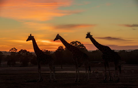 Zoofari Lodge, Taronga Western Plains Zoo Dubbo - Tweed Heads Accommodation 1