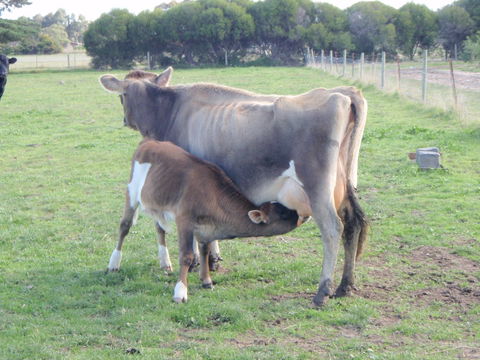 Animal Land Farm Stay - Tweed Heads Accommodation 2