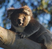 Bimbi Park Camping Under Koalas - Tweed Heads Accommodation