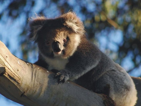 Bimbi Park Camping Under Koalas - Tweed Heads Accommodation 0