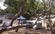 Bimbi Park Camping Under Koalas - thumb 1