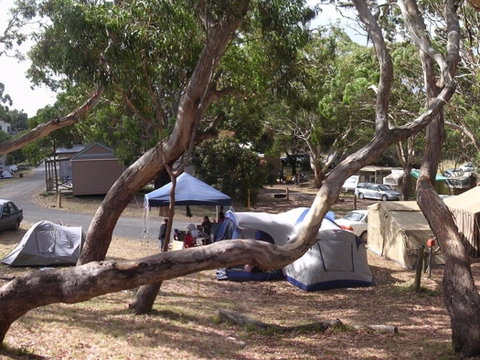 Bimbi Park Camping Under Koalas - Tweed Heads Accommodation 1