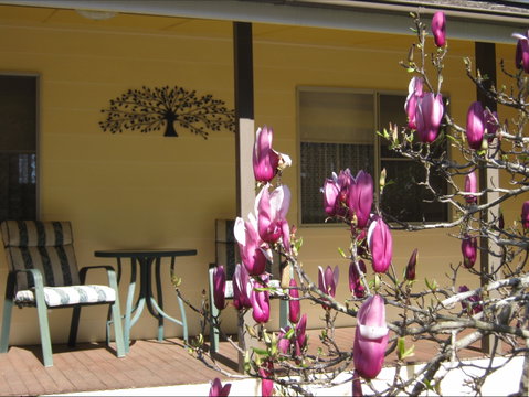 Figtree Cottage - Tweed Heads Accommodation 1