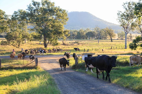 Tommerups Dairy Farmstay - Tweed Heads Accommodation 0