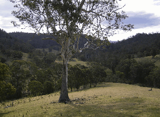Yasuragi Cabins - Tweed Heads Accommodation 1