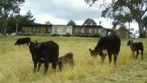 Bumblebrook Farm Motel - Tweed Heads Accommodation 1