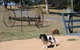 Bumblebrook Farm Motel - thumb 5