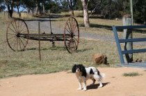 Bumblebrook Farm Motel - Tweed Heads Accommodation 5