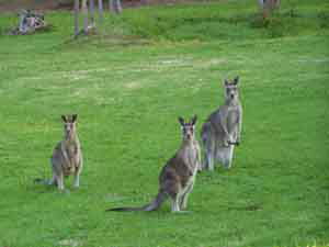 Sunway Farm B And B And Tours - Tweed Heads Accommodation 1
