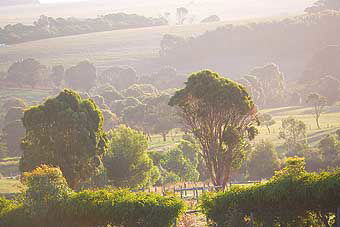 Mackas Farm - Tweed Heads Accommodation 0