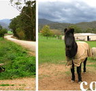 Emerald Park Holiday Farm - Tweed Heads Accommodation