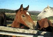 Wombalano Country Retreat - Tweed Heads Accommodation 1