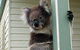 Hopkins River Caravan Park - thumb 4
