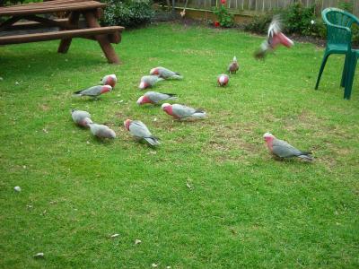 Apollo Bay Backpackers - Tweed Heads Accommodation 4