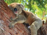 The Kosy Koala - Tweed Heads Accommodation 3