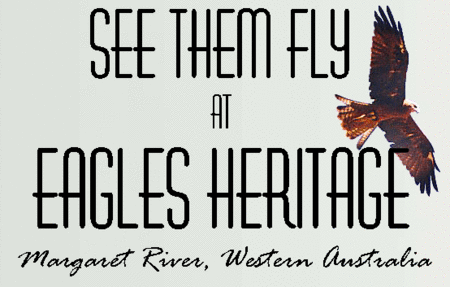 Eagles Heritage Raptor Wildlife Centre - Tweed Heads Accommodation 0