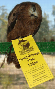 Eagles Heritage Raptor Wildlife Centre - Tweed Heads Accommodation 1