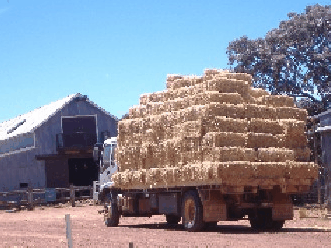 Avondale Discovery Farm - Tweed Heads Accommodation 1
