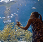 The Aquarium of Western Australia - Tweed Heads Accommodation