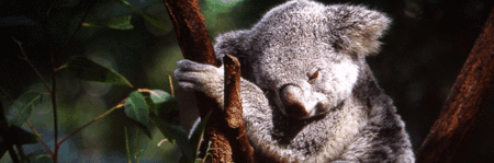 Koala And River Cruise By Mirimar Cruises - Tweed Heads Accommodation 0